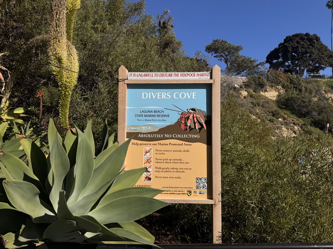 Divers-Cove-Moving-To-Laguna-Beach-2