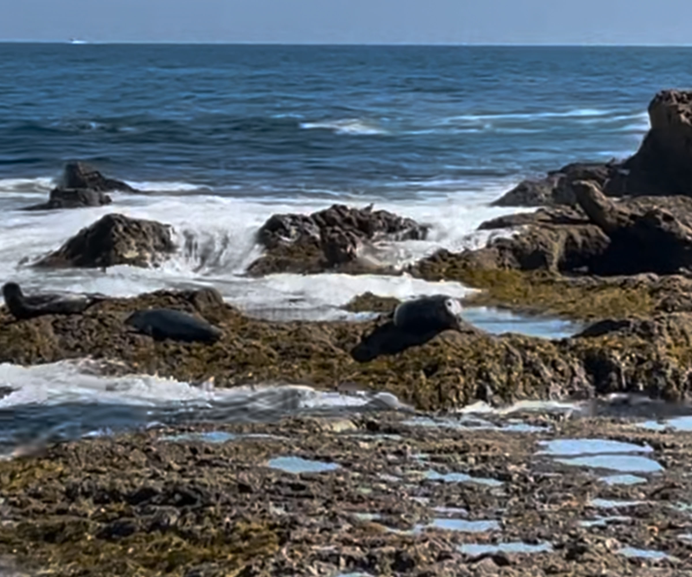 North Laguna tide pools