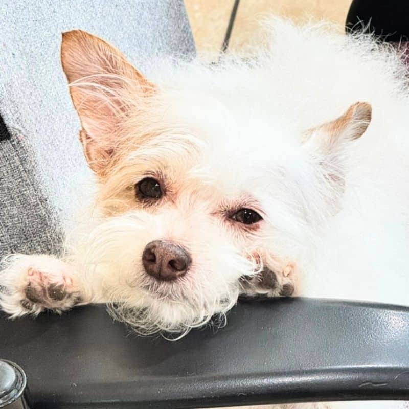 Laguna Beach Animal Shelter