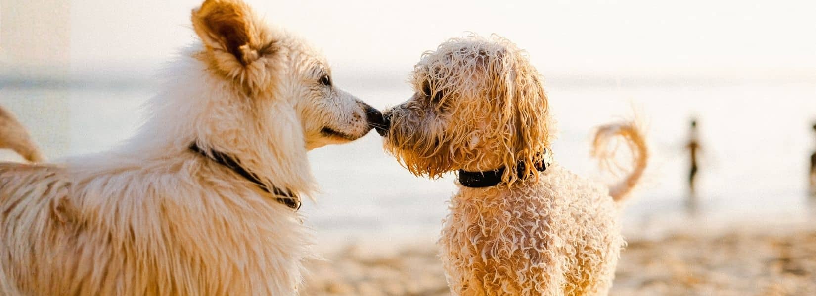 Laguna Beach dog friendly coastline and Main Beach during allowed dog beach hours
