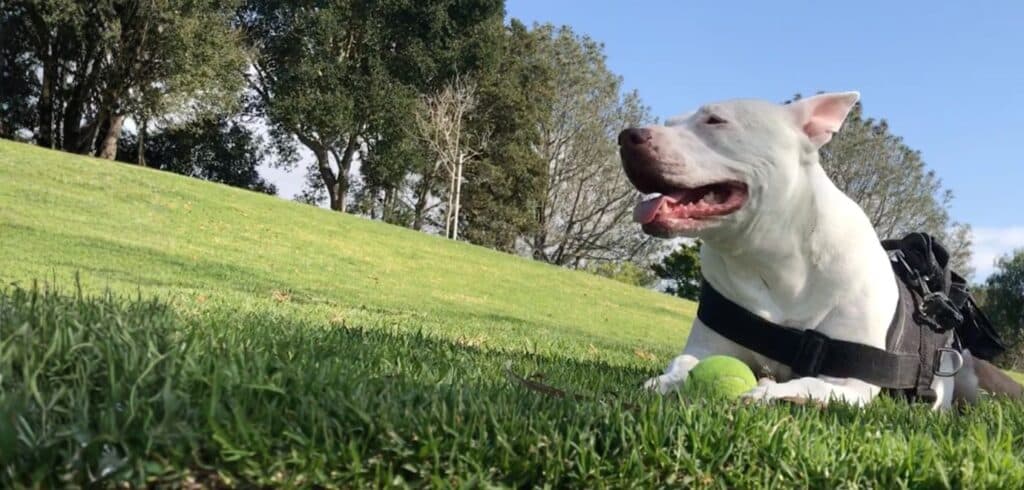 Laguna Beach dog friendly guide: 7 essential local tips hero picture