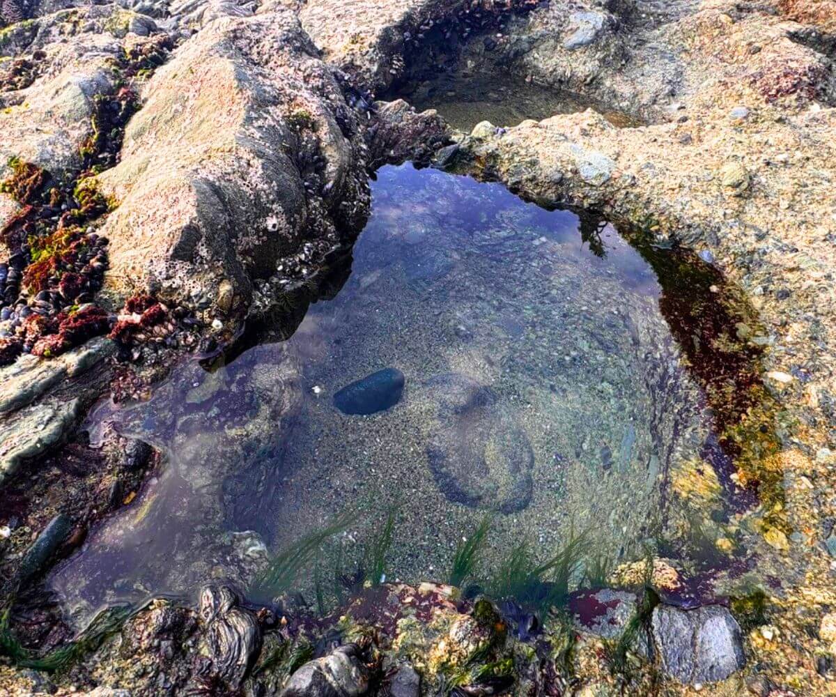 Goff Cove Beach 7 Tide pools along the rocky sandstone ledges at Goff Cove at low tide